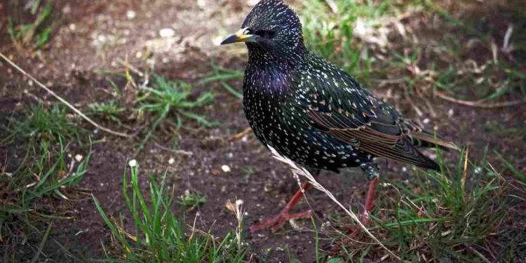 Các loại chim sao: Đặc điểm, tên gọi, tập tính của chim