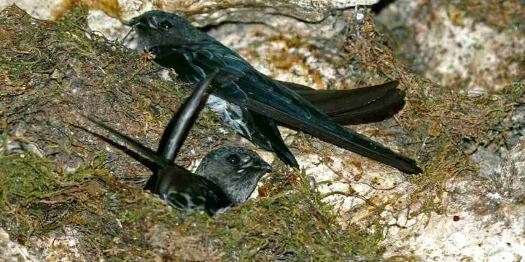 Các loài chim yến trên thế giới - Đặc điểm và tập tính