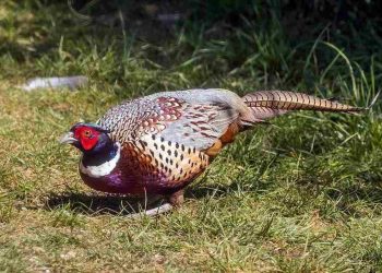 Cách ấp trứng chim trĩ mang lại năng suất cao nhất