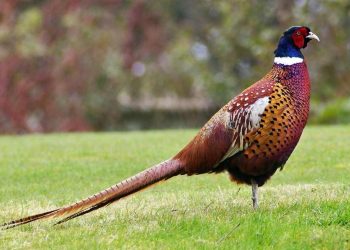 Nuôi chim trĩ như thế nào để mang lại hiệu quả tốt nhất?