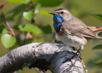 Đặc điểm, phân bố và sự phát triển