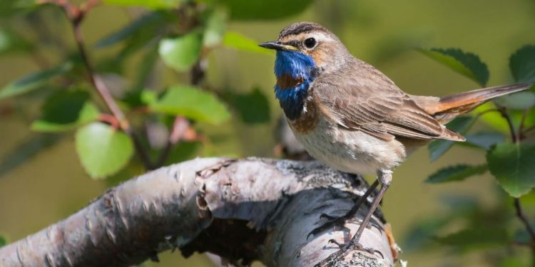 Đặc điểm, phân bố và sự phát triển