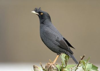 Chim sáo đen - Tìm hiểu về đặc điểm, tập tính của chim