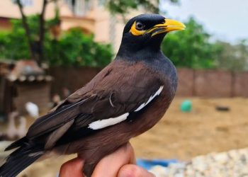 Chim sáo nâu - Loài chim quý hiếm đang dần bị tuyệt chủng