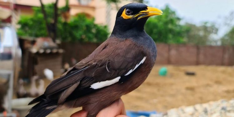 Chim sáo nâu - Loài chim quý hiếm đang dần bị tuyệt chủng