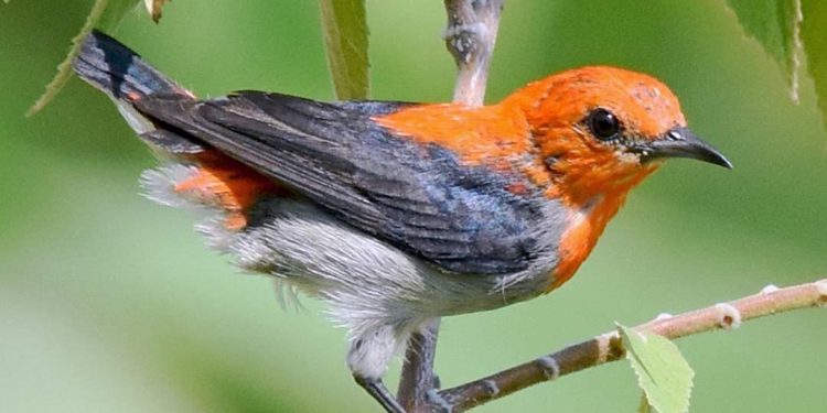 Chim sâu đầu đỏ - Loài chim với bộ lông có màu sặc sỡ