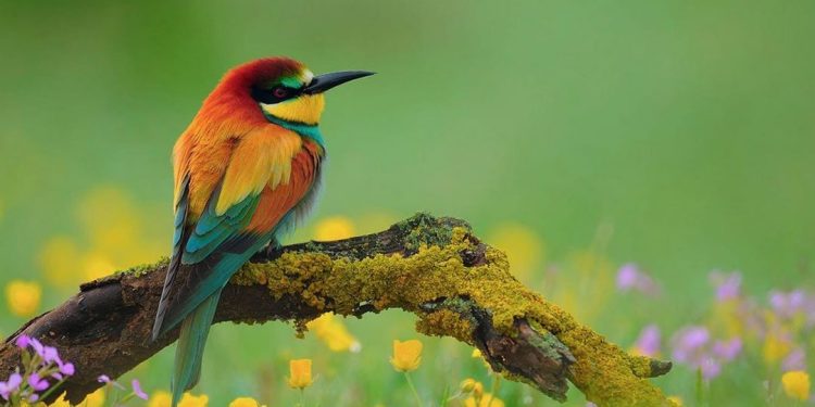 Chim sâu xanh - Hướng dẫn cách nuôi và chăm sóc hiệu quả