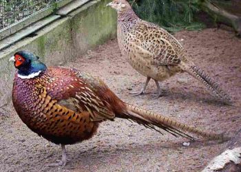 Tìm hiểu về tập tính, đặc điểm, phân bố