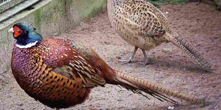 Tìm hiểu về tập tính, đặc điểm, phân bố