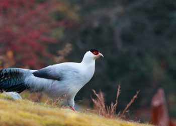 Chim trĩ trắng - Loài chim quý hiếm đang được bảo tồn