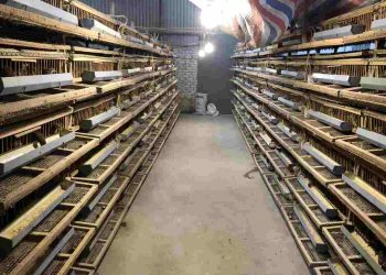 Chuồng nuôi chim cút có những loại nào? Cách làm chuồng?