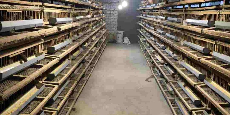 Chuồng nuôi chim cút có những loại nào? Cách làm chuồng?