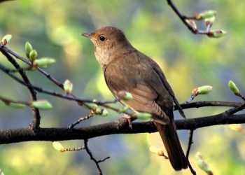 Đặc điểm của chim họa mi - Ngoại hình, giọng hót, cách nuôi