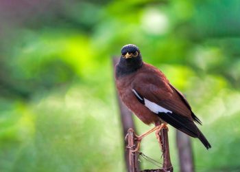 Đặc điểm của chim sáo - Kích thước, ngoại hình, tiếng kêu