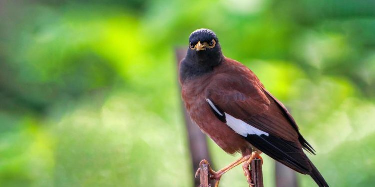 Đặc điểm của chim sáo - Kích thước, ngoại hình, tiếng kêu