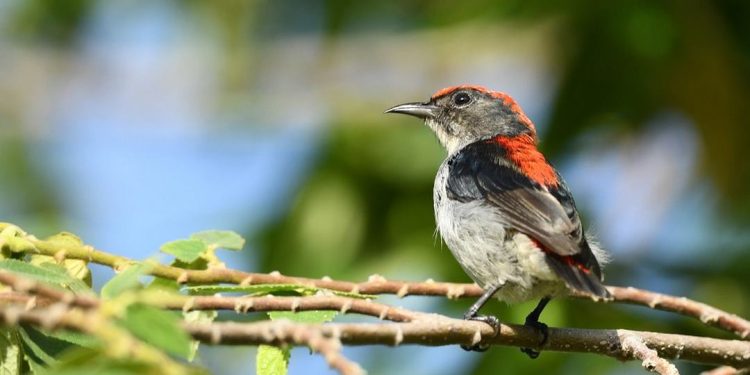 Đặc điểm của chim sâu: Đặc điểm và tập tính sinh sống