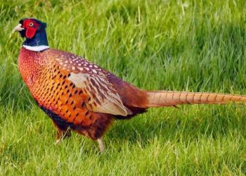 Đặc điểm của chim trĩ: Kích thước, màu sắc, nơi sinh sống