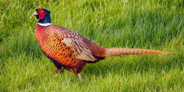 Đặc điểm của chim trĩ: Kích thước, màu sắc, nơi sinh sống