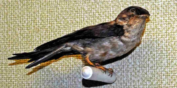 Đặc điểm của chim yến: Ngoại hình, tập tính sinh sống