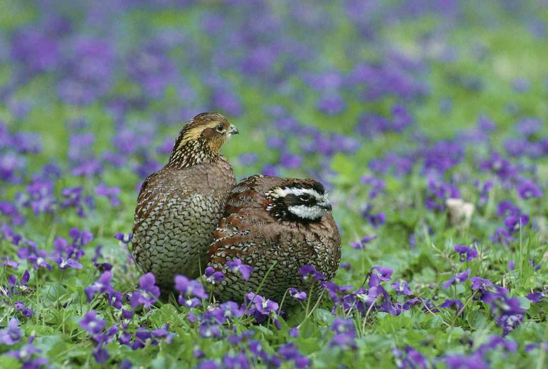 giống chim Cút Bobwhite