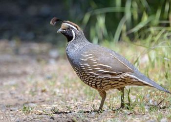 Giống chim cút tốt được nhiều người lựa chọn đề nuôi