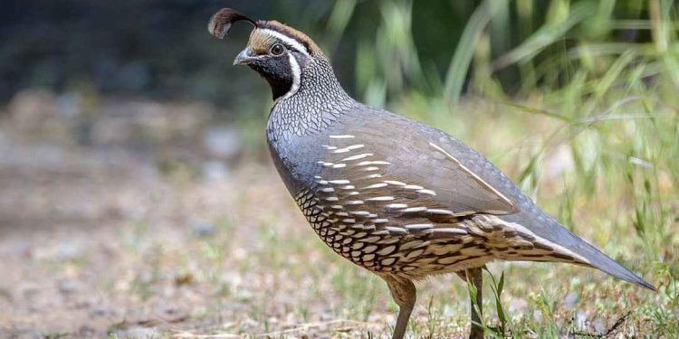 Giống chim cút tốt được nhiều người lựa chọn đề nuôi