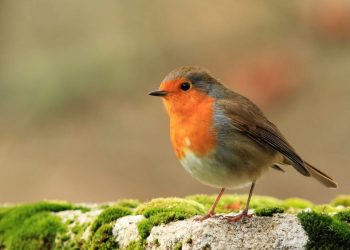 Lưu ý khi nuôi chim họa mi mà người chơi chim cần biết