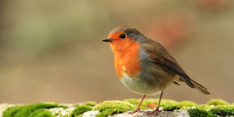 Lưu ý khi nuôi chim họa mi mà người chơi chim cần biết