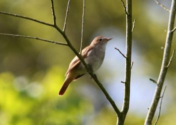 Nguồn gốc của chim họa mi - Nguồn gốc, sự phân bố của loài