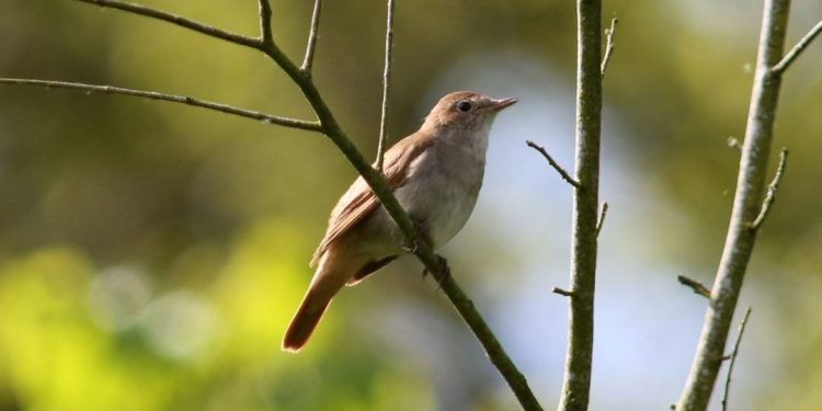 Nguồn gốc của chim họa mi - Nguồn gốc, sự phân bố của loài