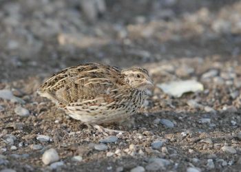 Nuôi chim cút như thế nào để mang lại năng suất cao nhất