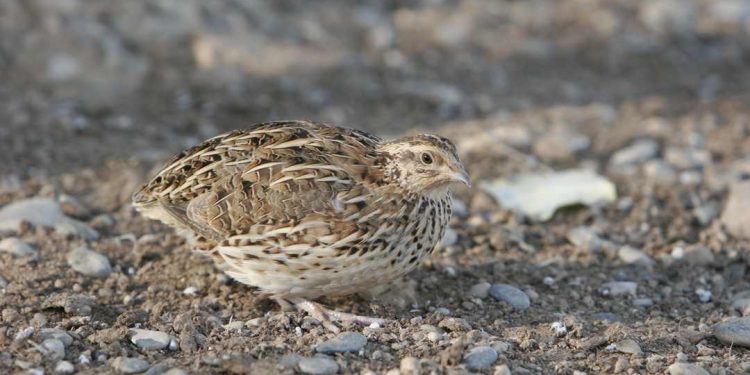 Nuôi chim cút như thế nào để mang lại năng suất cao nhất