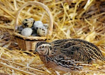 Nuôi chim cút đẻ trứng bằng kỹ thuật mang lại hiệu quả