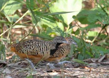 Nuôi chim cút thả vườn mang lại hiệu quả, chất lượng cao