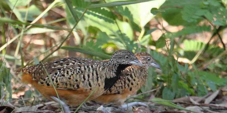 Nuôi chim cút thả vườn mang lại hiệu quả, chất lượng cao