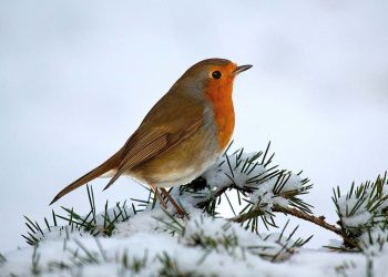 Nuôi chim họa mi như thế nào để chim khỏe và hót hay?