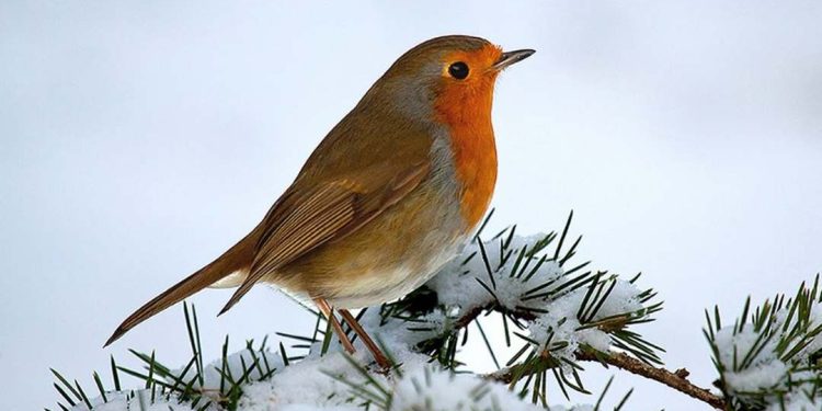 Nuôi chim họa mi như thế nào để chim khỏe và hót hay?