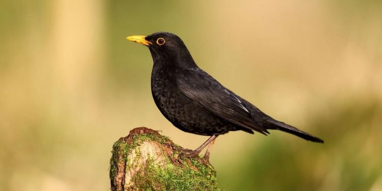 Nuôi chim sáo - Hướng dẫn cách chăm sóc, cho ăn, lồng nuôi