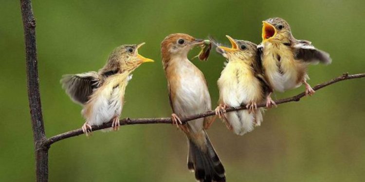 Nuôi chim sâu non - Kỹ thuật nuôi chim mới nở đúng cách