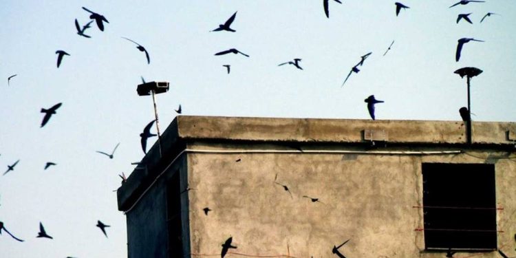 Những kinh nghiệm nuôi mang lại hiệu quả