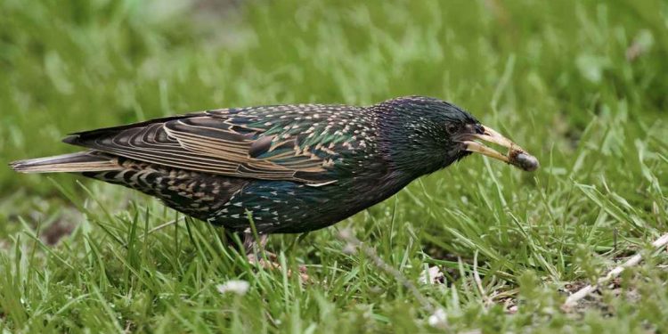 Thức ăn cho chim sáo - Cách chọn, cho ăn và bảo quản