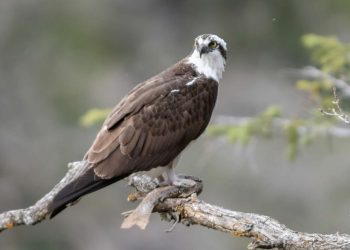 Các loài chim đại bàng trên thế giới - Tập tính sinh sống