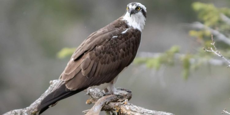 Các loài chim đại bàng trên thế giới - Tập tính sinh sống