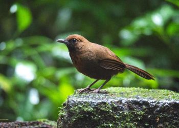 Các loài chim khướu hiện đang phân bố tại Việt Nam hiện nay