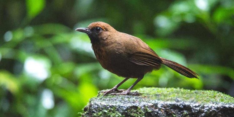 Các loài chim khướu hiện đang phân bố tại Việt Nam hiện nay