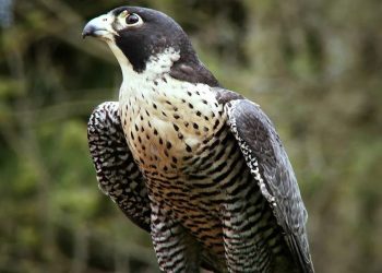 Các loài chim ưng phổ biến còn tồn tại trên thế giới