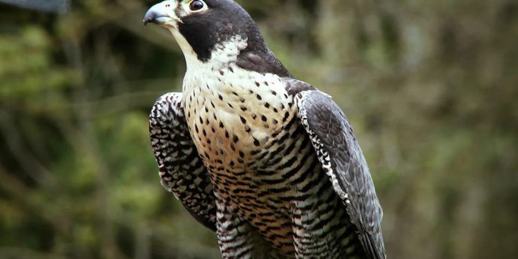 Các loài chim ưng phổ biến còn tồn tại trên thế giới