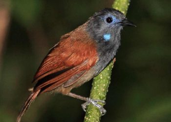 Cách nuôi chim khướu từ kinh nghiệm của người chơi chim