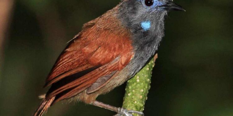 Cách nuôi chim khướu từ kinh nghiệm của người chơi chim