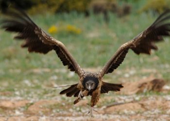 Cách săn mồi của chim đại bàng - Loài chim săn mồi mạnh mẽ